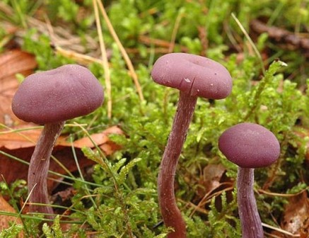 Laccaria amethystina  ,   